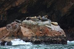 1143-Isole Ballestas,19 luglio 2013